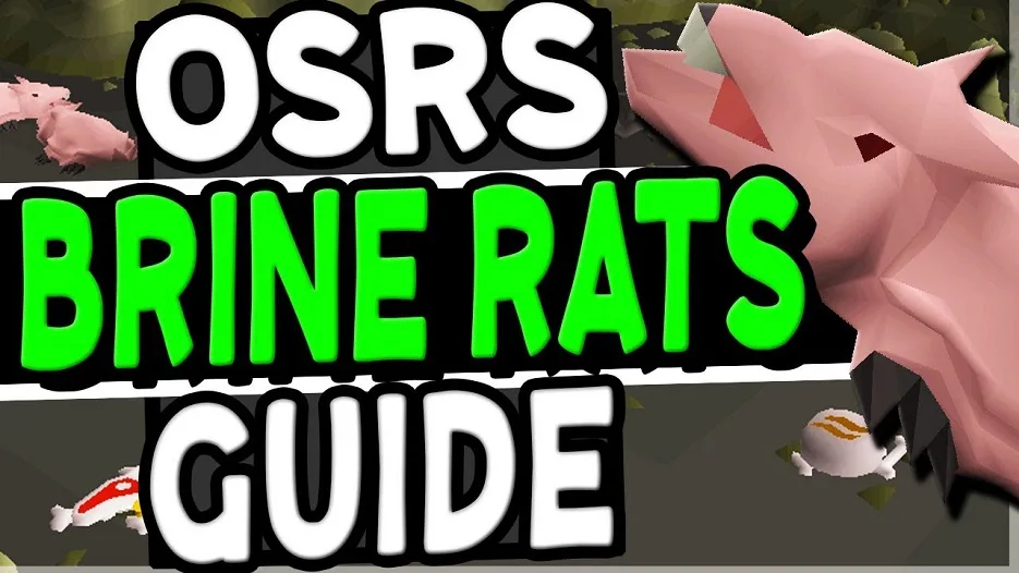 osrs Brine Rats guide