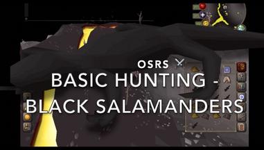 OSRS Black Salamanders | Hunter Exp Rates